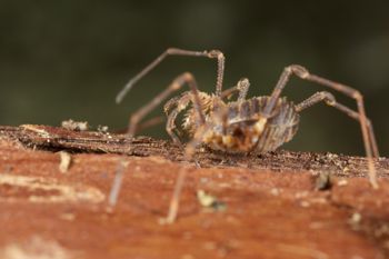 Media type: image;   Invertebrate Zoology 49771